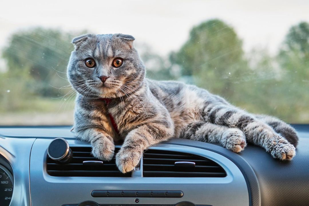 Do Cats Get Car Sick? & How to Prevent it Pettable
